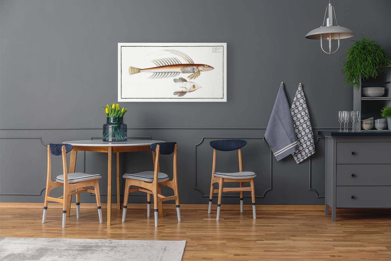 Gemmeous Dragonet Callionymus Lyra Reproduction