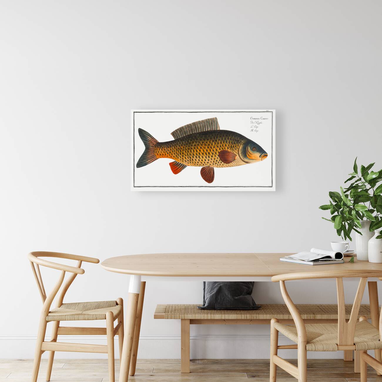 Carp Cyprinus Carpio Reproduction