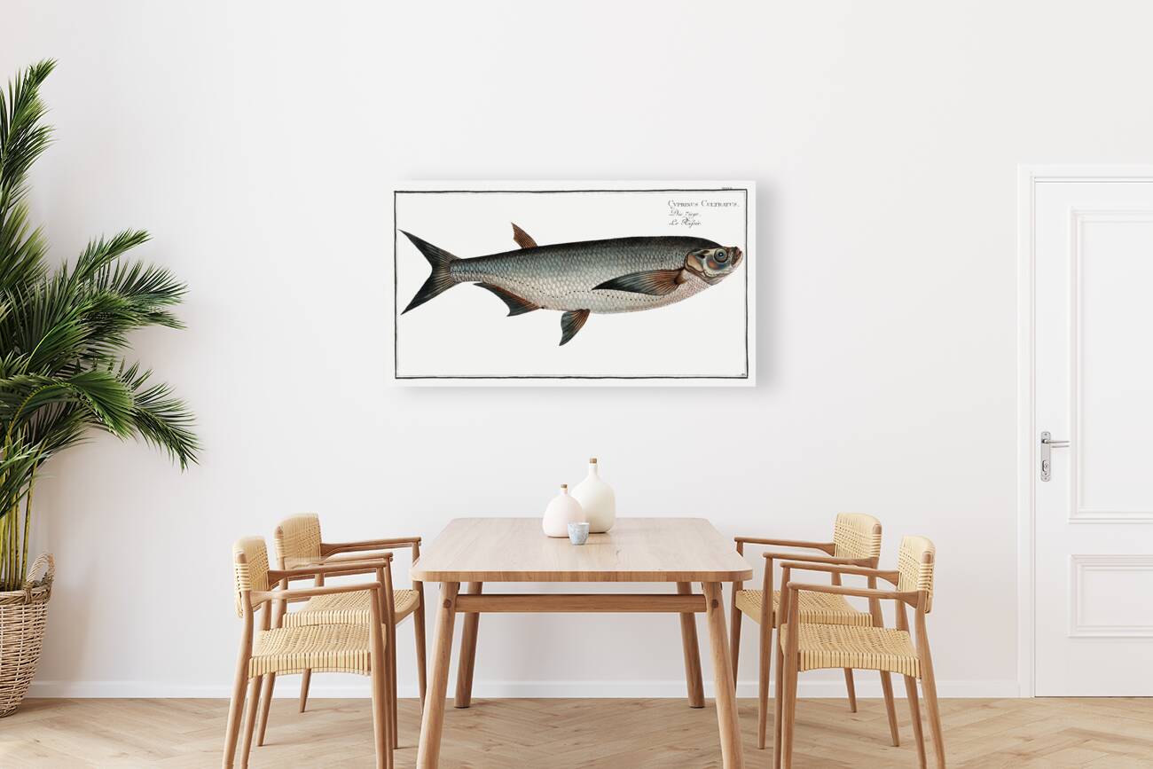 Knife-Carp Cyprinus Cultratus Reproduction