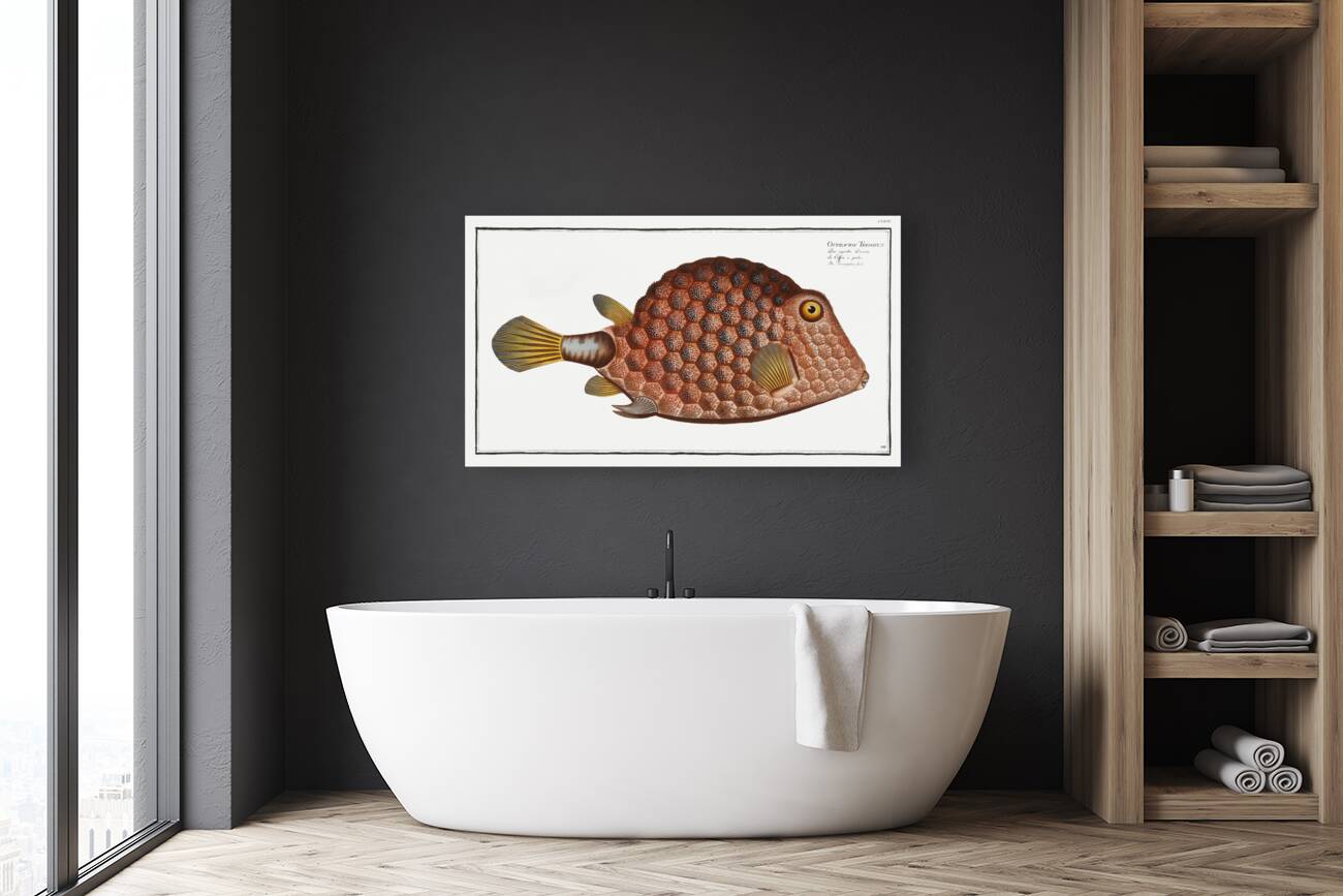 Triangular-fish Ostracion Tricornus Reproduction