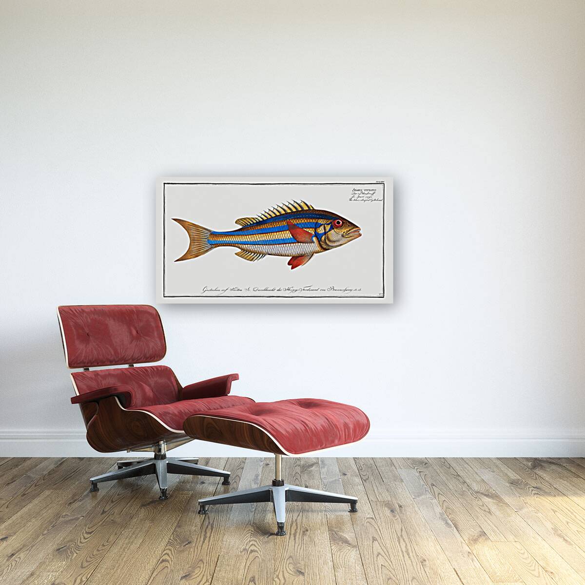 Blue-striped Gilt-head Sparus vittatus Reproduction