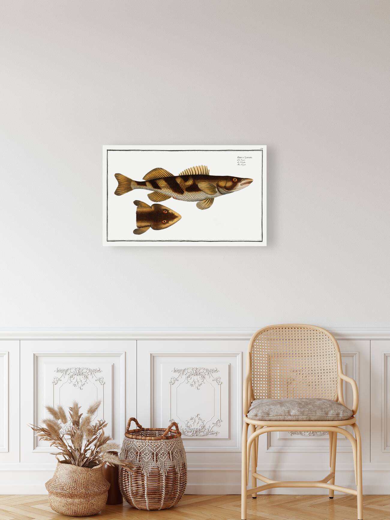 Singel Perca Zingel Reproduction