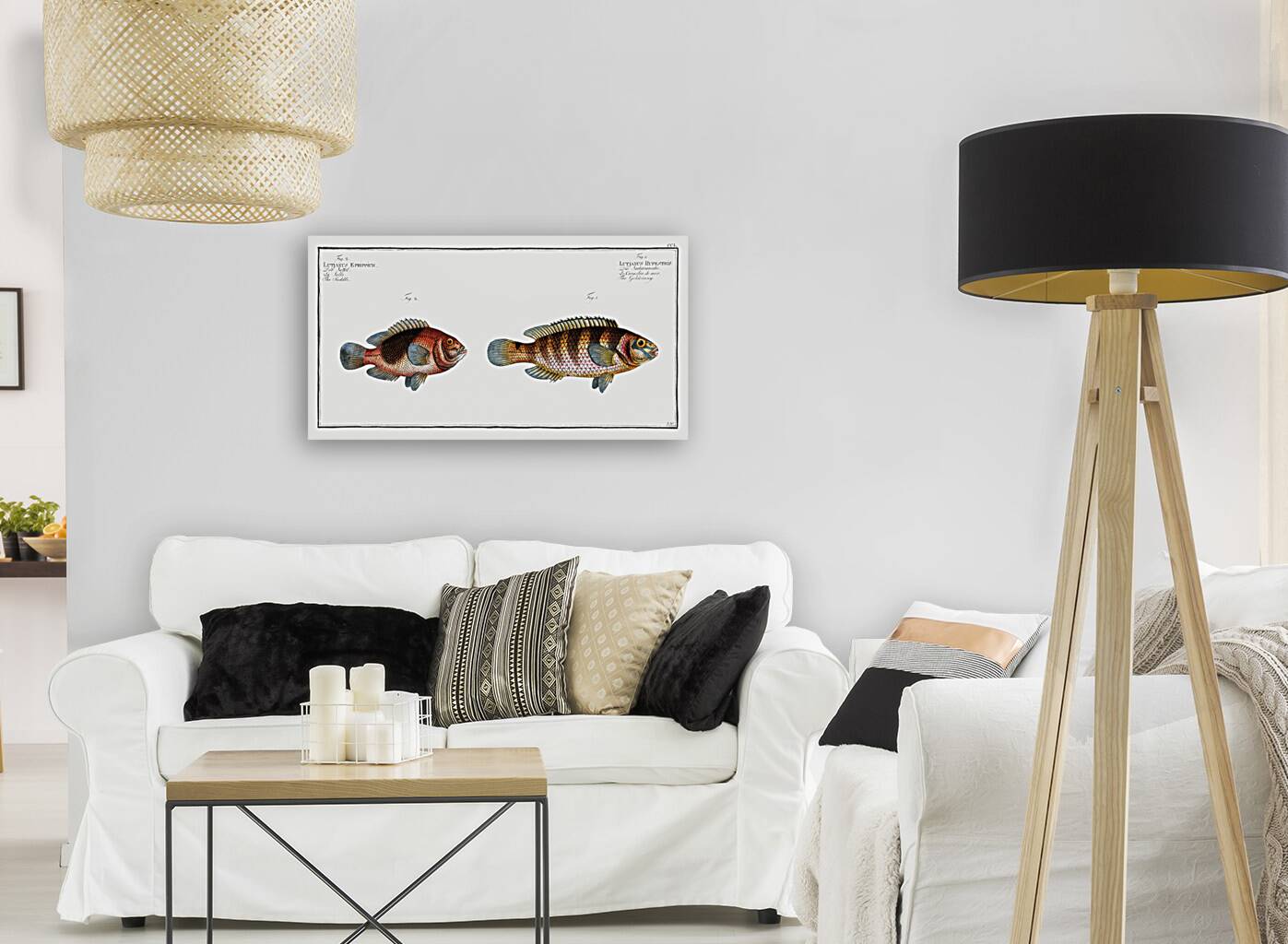 1. Goldsinny Lutjanus Rupestris 2. Saddle Lutjanus Ephippium Reproduction