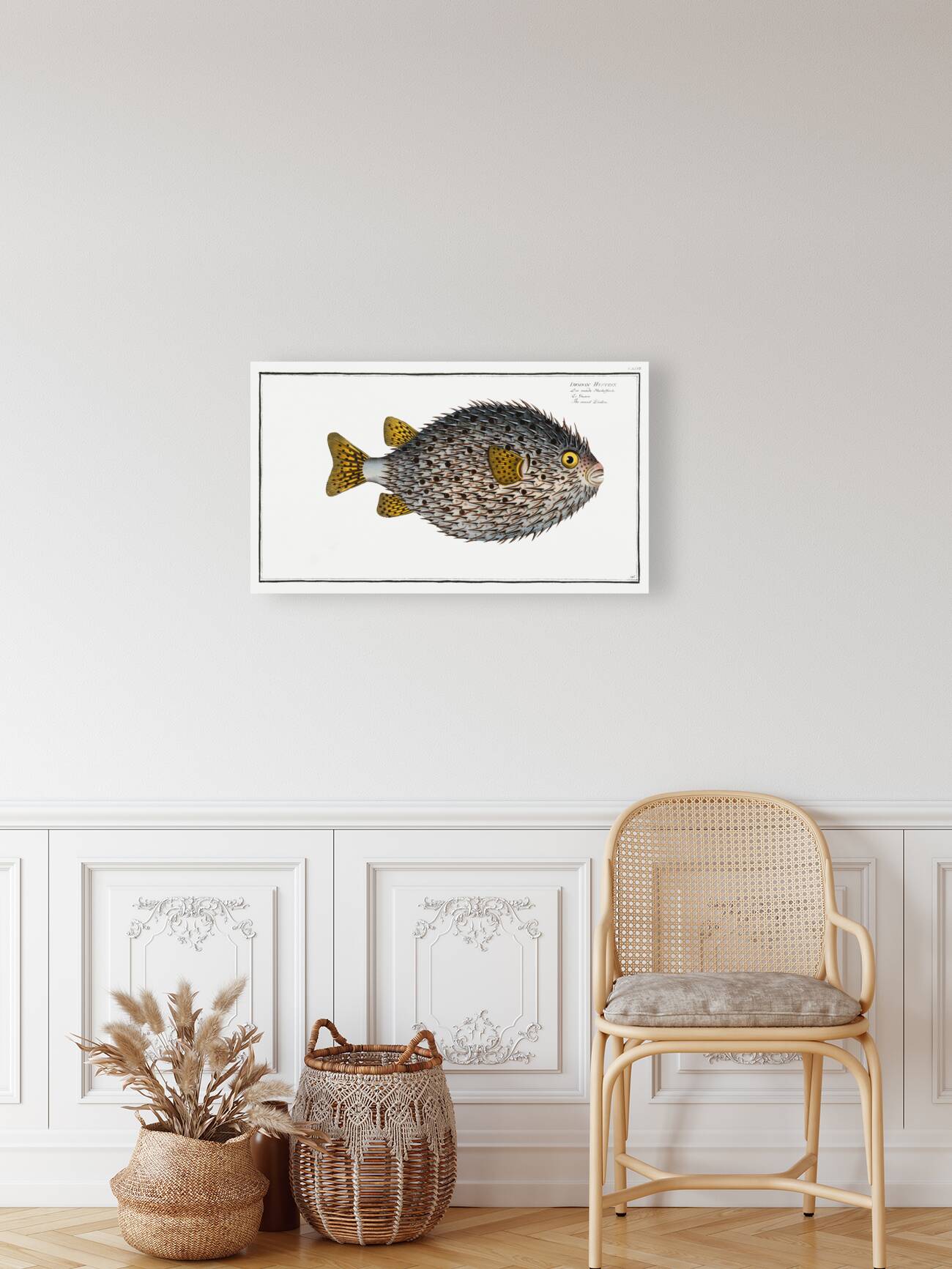 Round Diodon Diodon Hystrix Reproduction