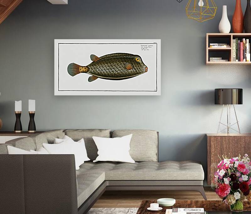 Square-Fish Ostracion cubicus Reproduction