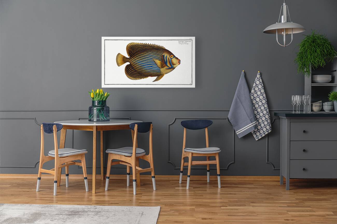 Chaetodon Imperator Reproduction