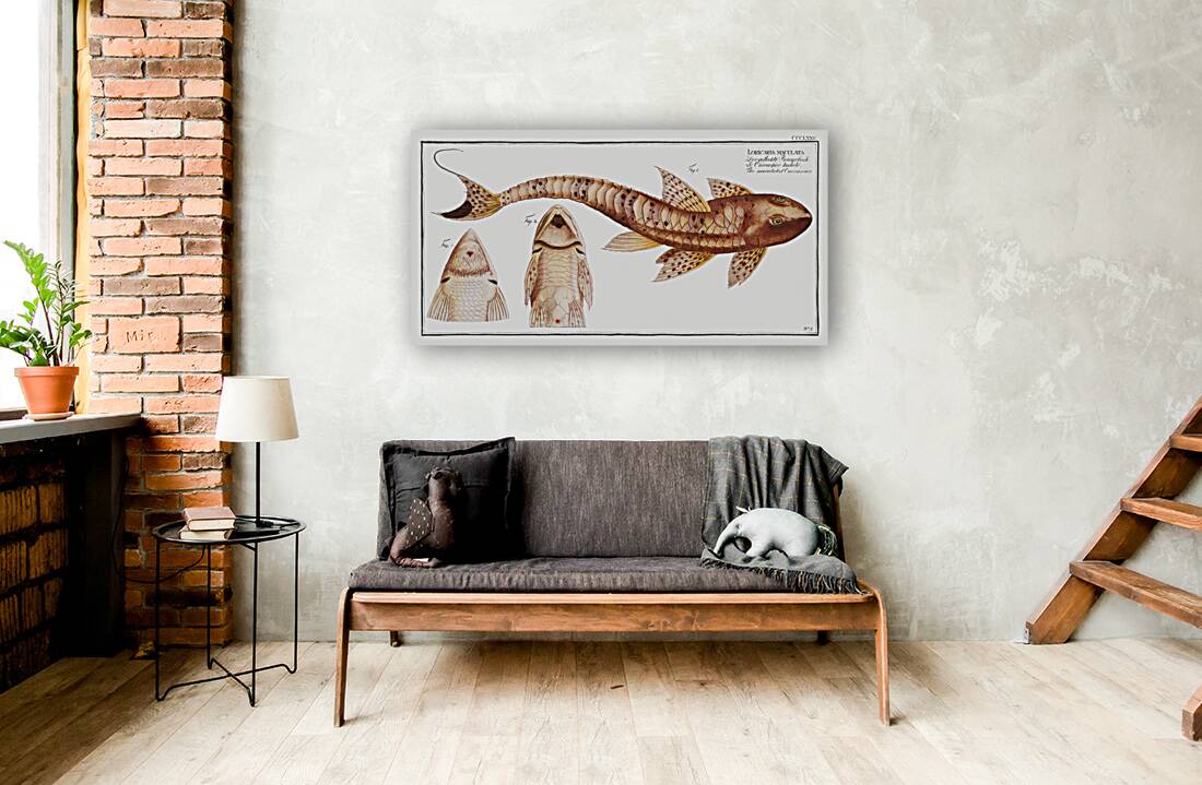 Maculated Cuirassier Loricaria maculata Reproduction