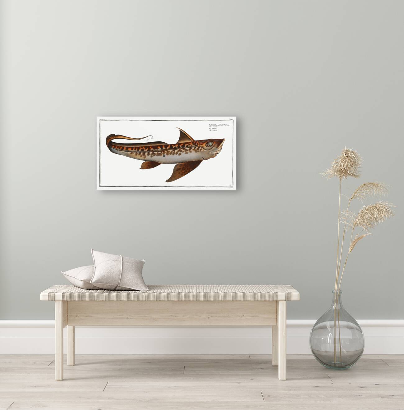 Chiméra Chimaera Monstrosa Reproduction