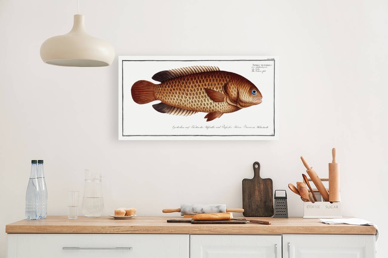 Tortoise-fish Anthias testudineus Reproduction