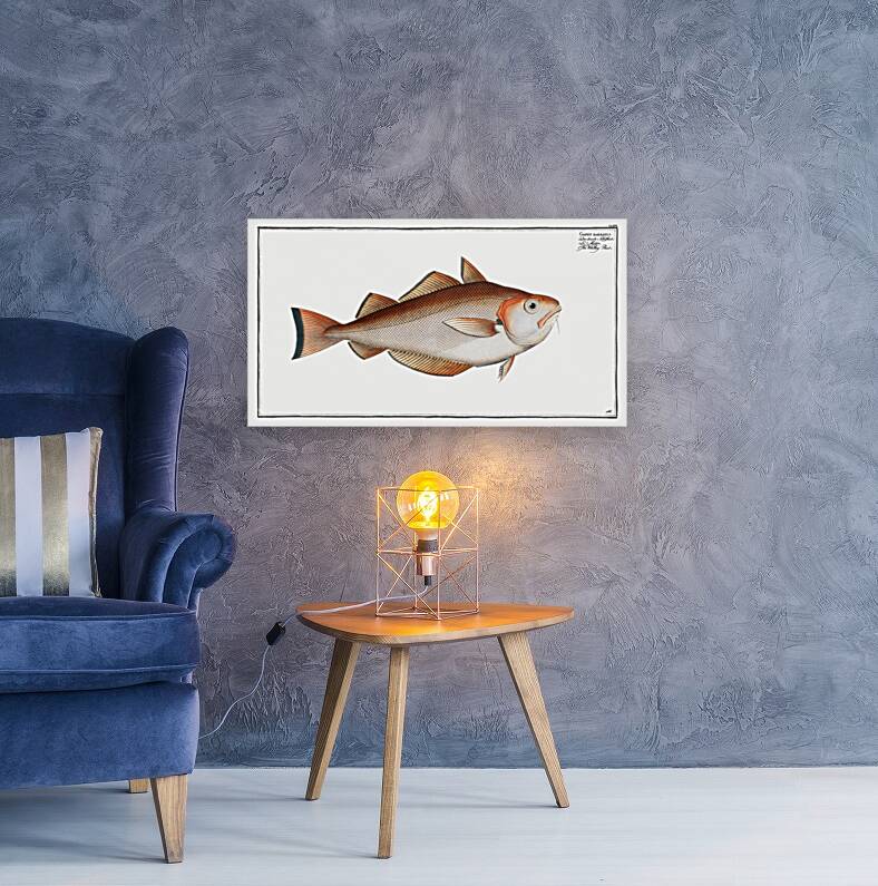 Whiting Pout Gadus Barbatus Reproduction