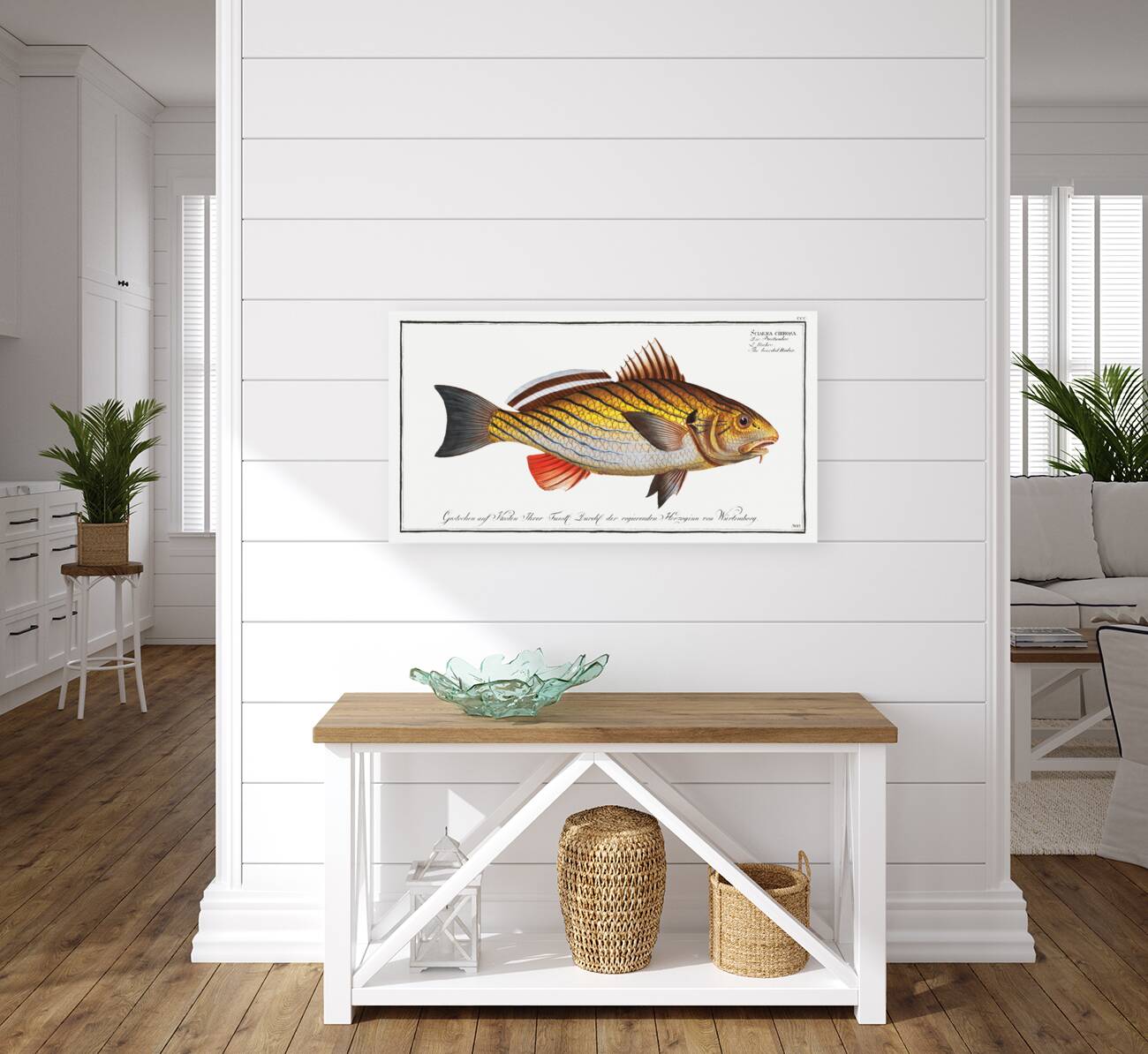 Bearded Umber Sciaena cirrosa Reproduction