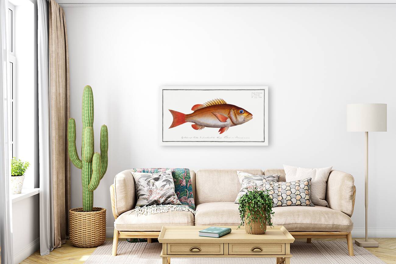 Dogs-tooth Sparus Cynodon Reproduction