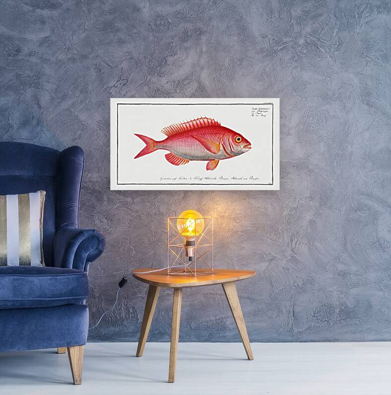 Sea-Roach Sparus Erythrinus Reproduction