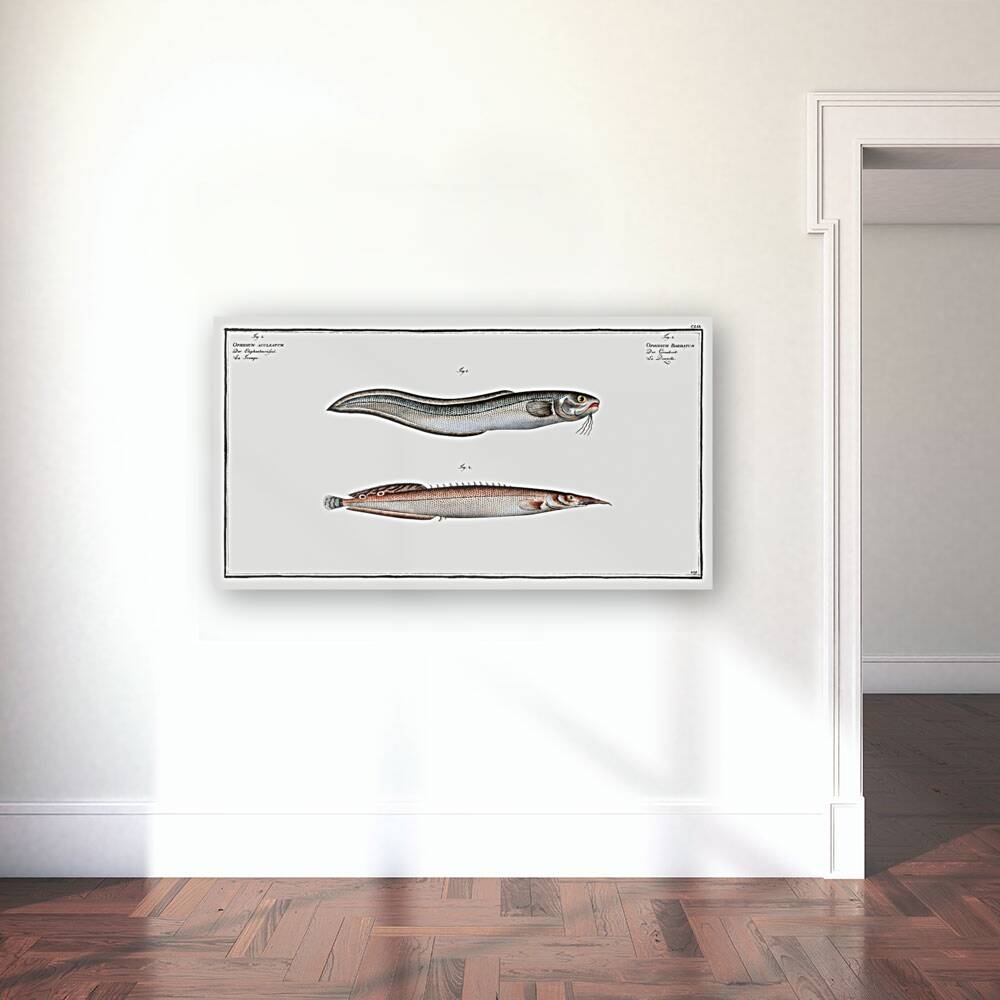 1. Ophidium Barbatum 2. Ophidium aculeatum Reproduction