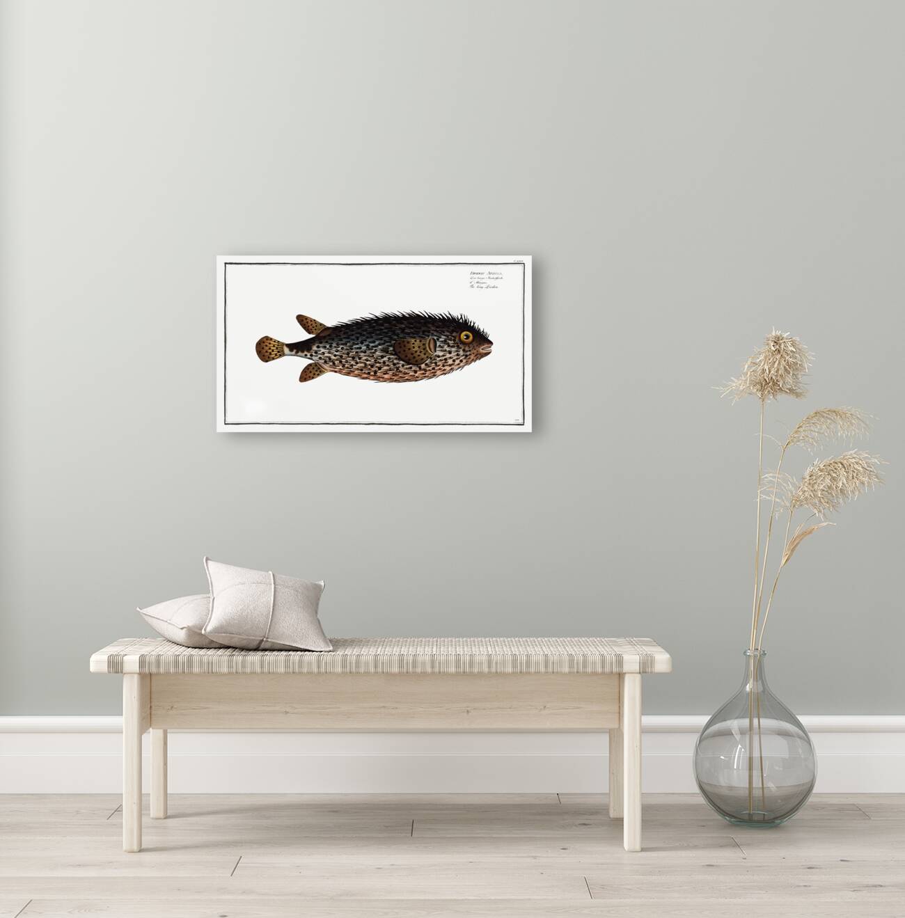 Long Diodon Diodon Atinga Reproduction