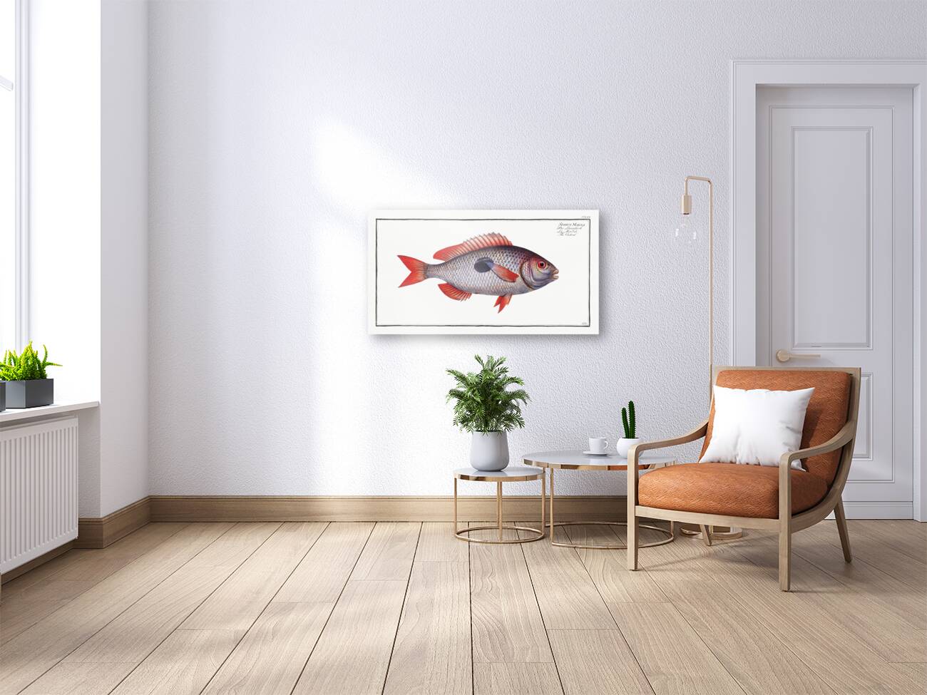 Cackerel Sparus Maena Reproduction