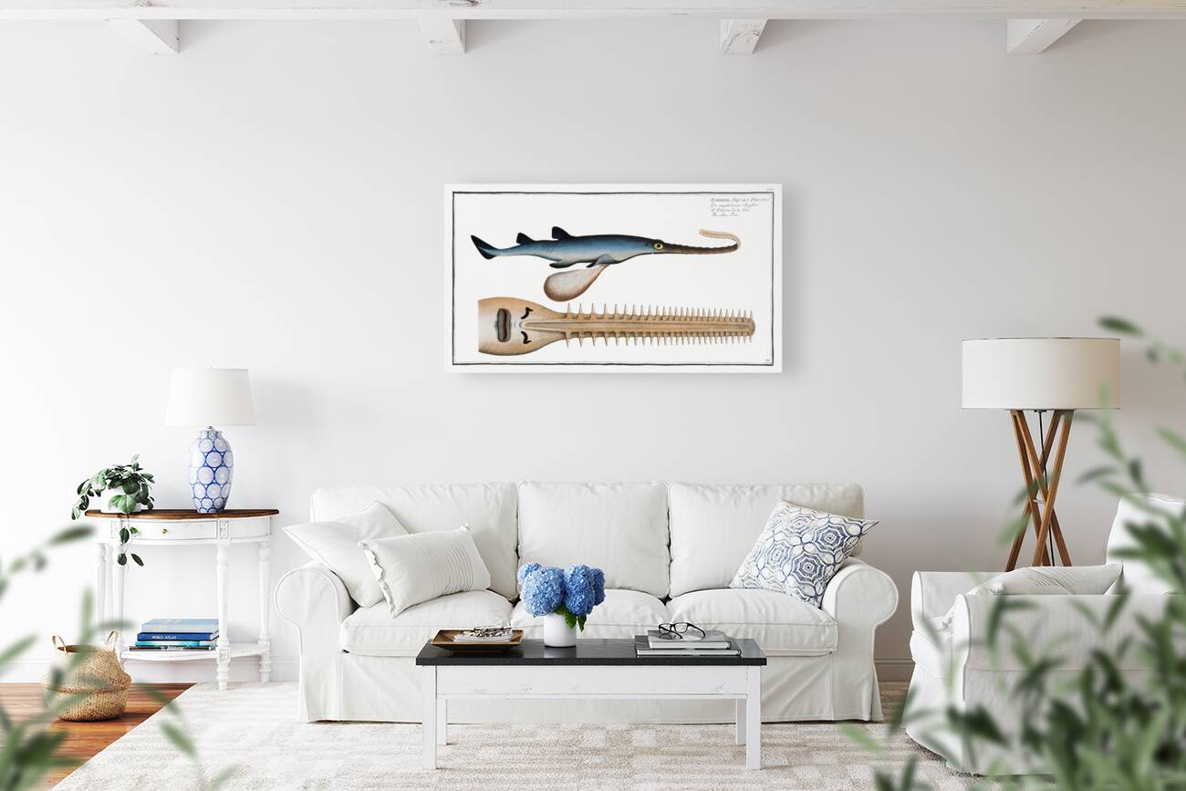 Saw-Fish Embrio Squali Pristis Reproduction