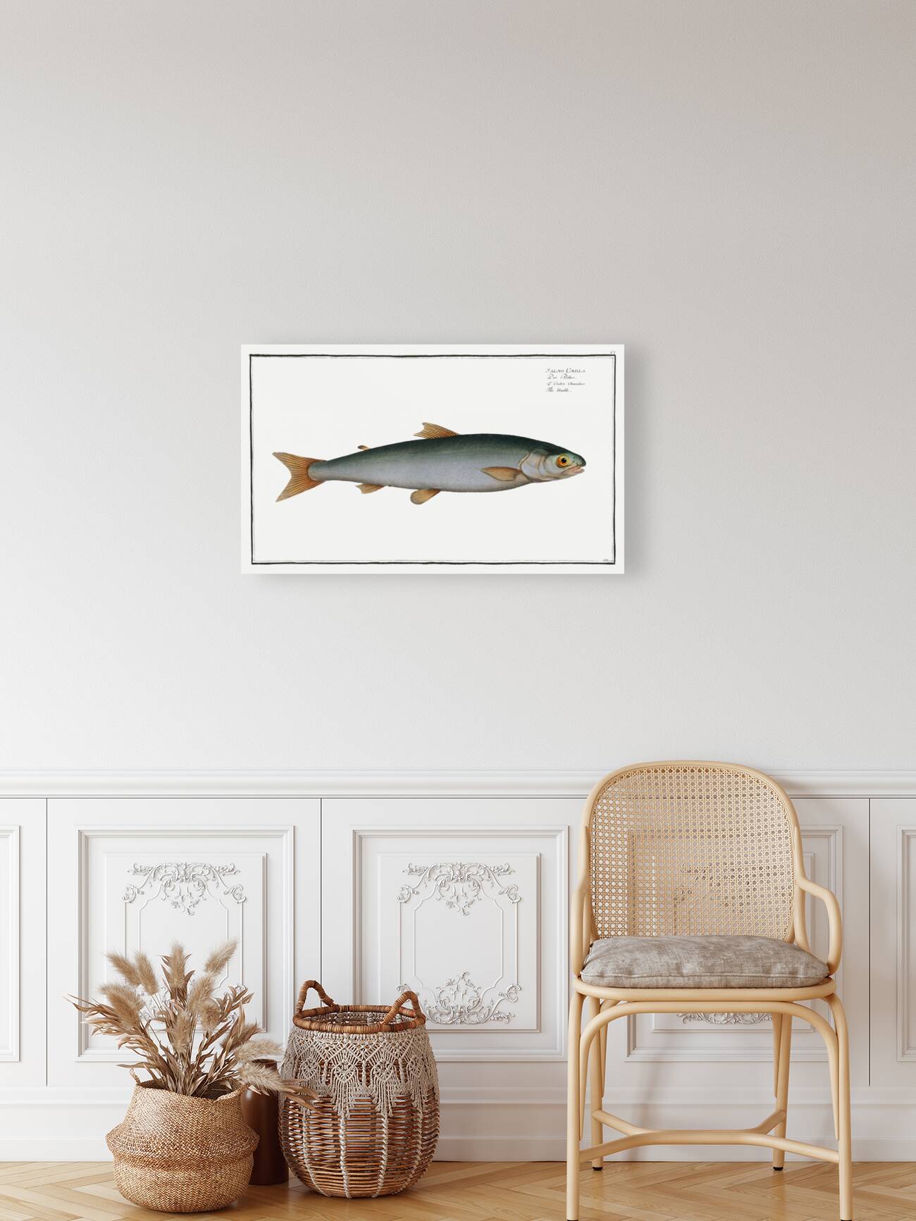 Umble Salmo Umbla Reproduction