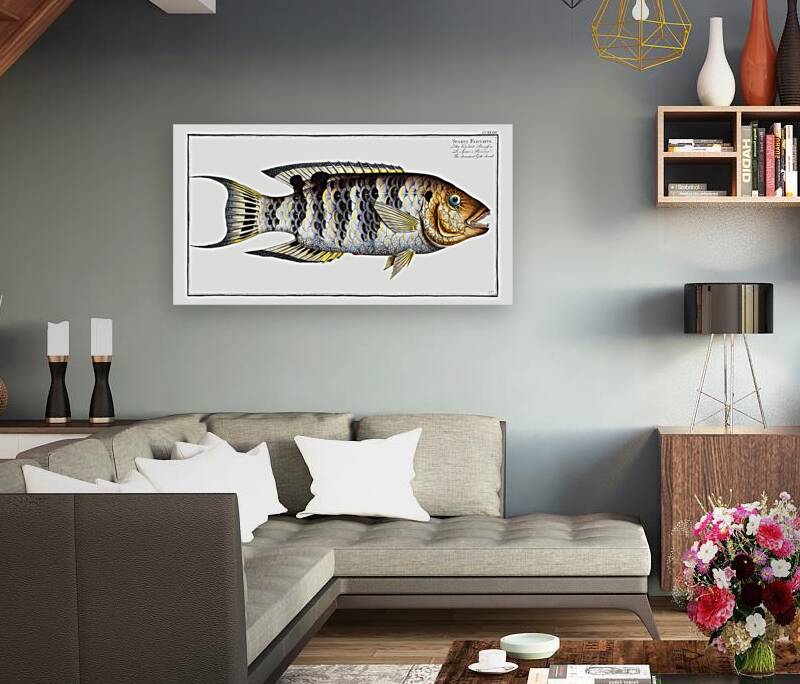 Streaked Gilt-head Sparus Fasciatus Reproduction