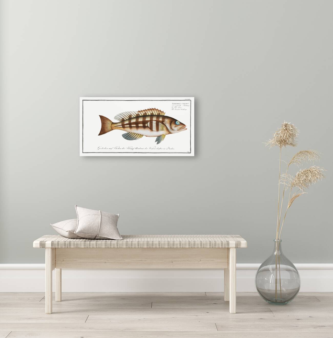 Streaked Wall-eye Epinephelus striatus Reproduction