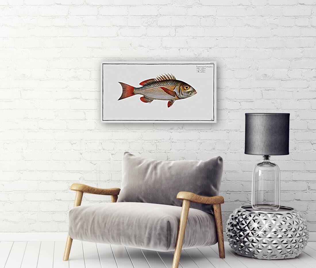 Lutian Lutianus Lutianus Reproduction