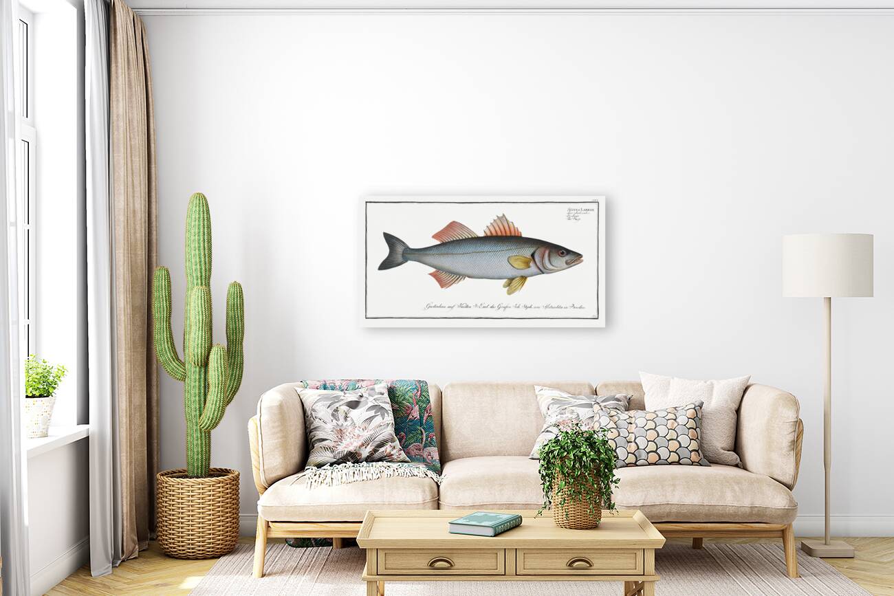 Basse Sciaena Labrax Reproduction