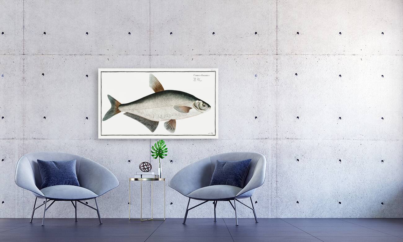 Baller-Carp Cyprinus Ballerus Reproduction