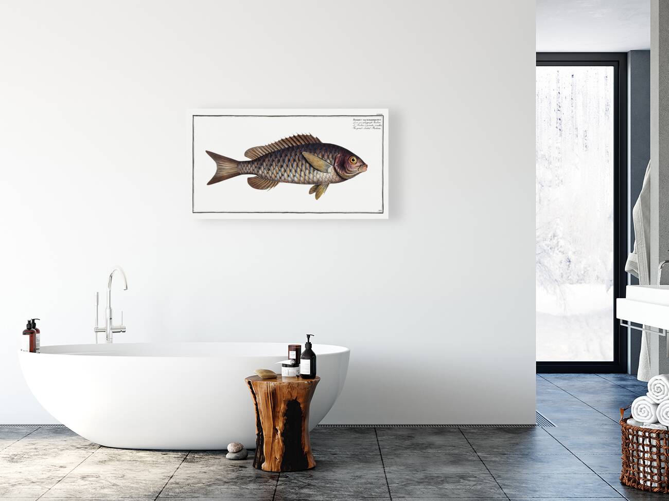 Great-scaled Bodian Bodianus macrolepidotus Reproduction