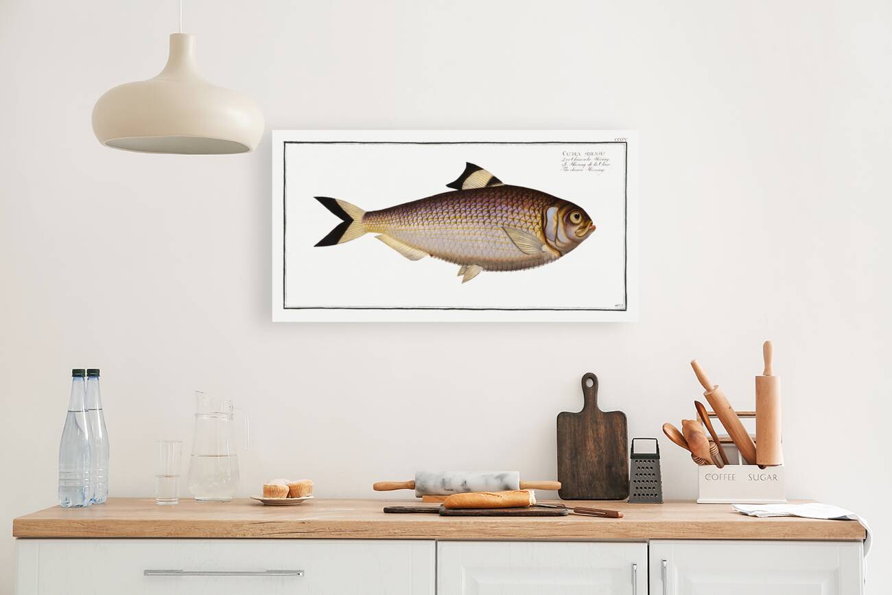 Chinese Herring Clupea sinensis Reproduction