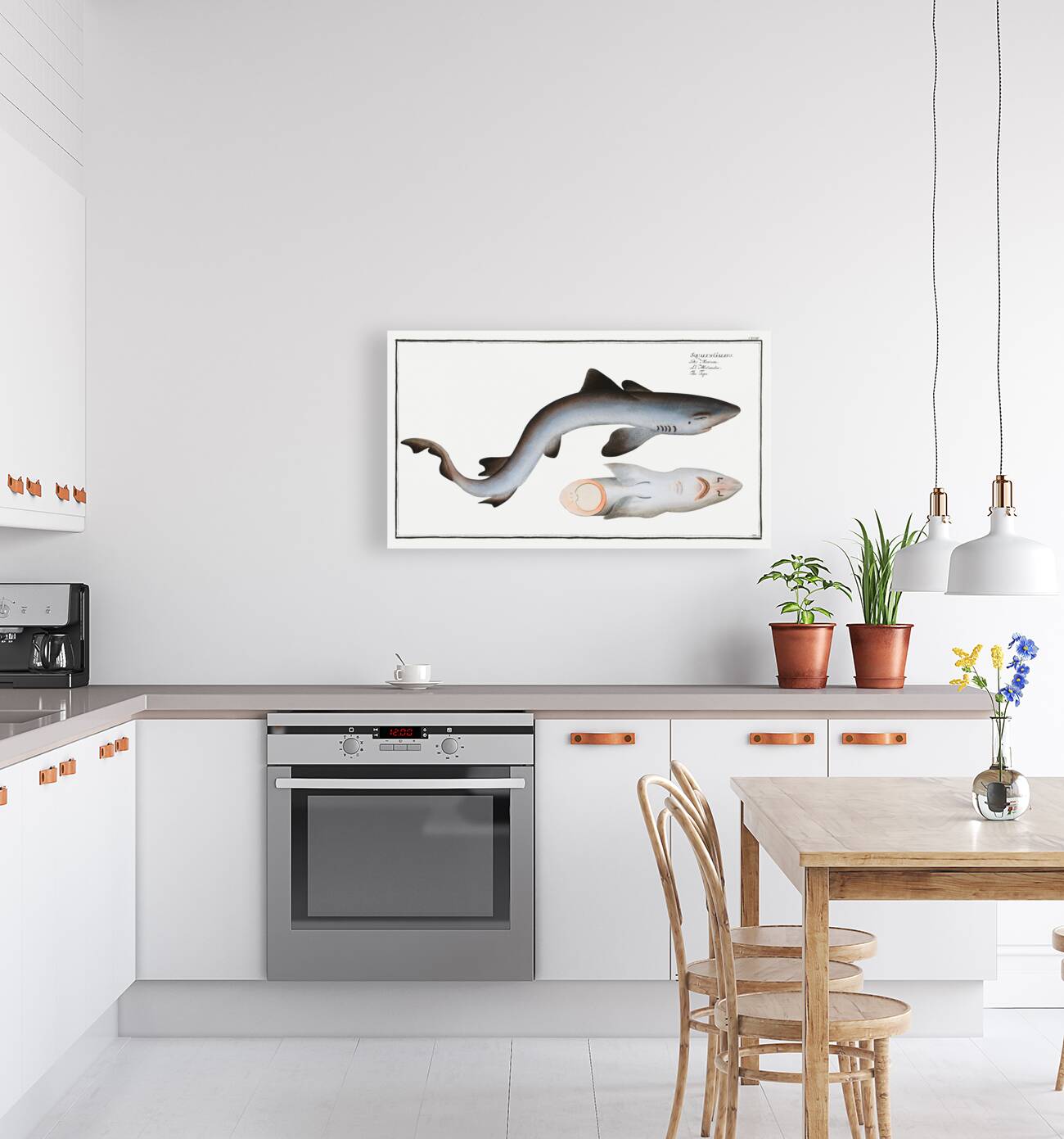 Tope or Pope Squalus Galeus Reproduction