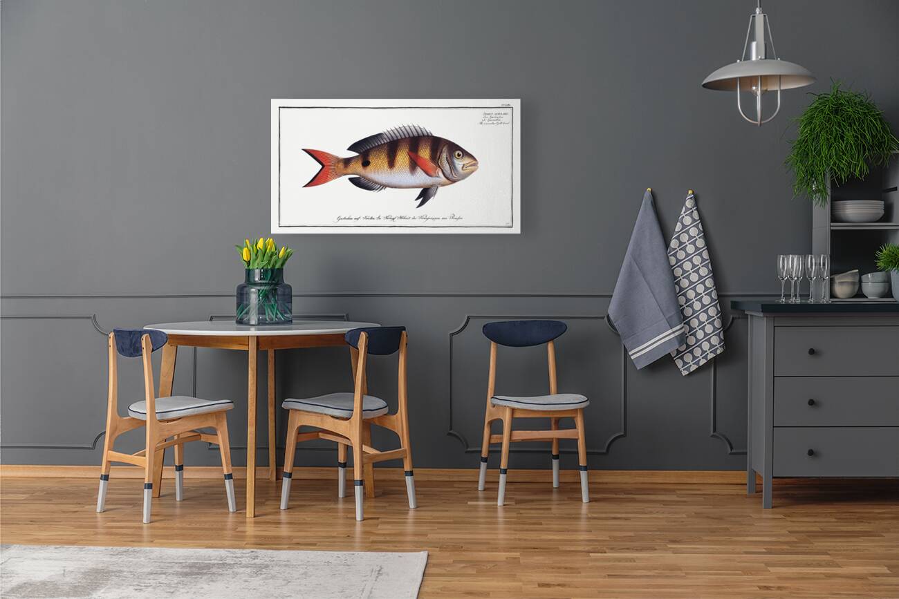 Annular Gilt-head Sparus annularis Reproduction