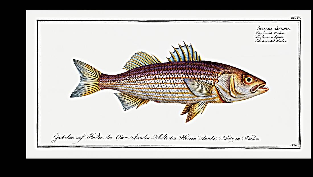 Lineated Umber Sciaena lineata Reproduction