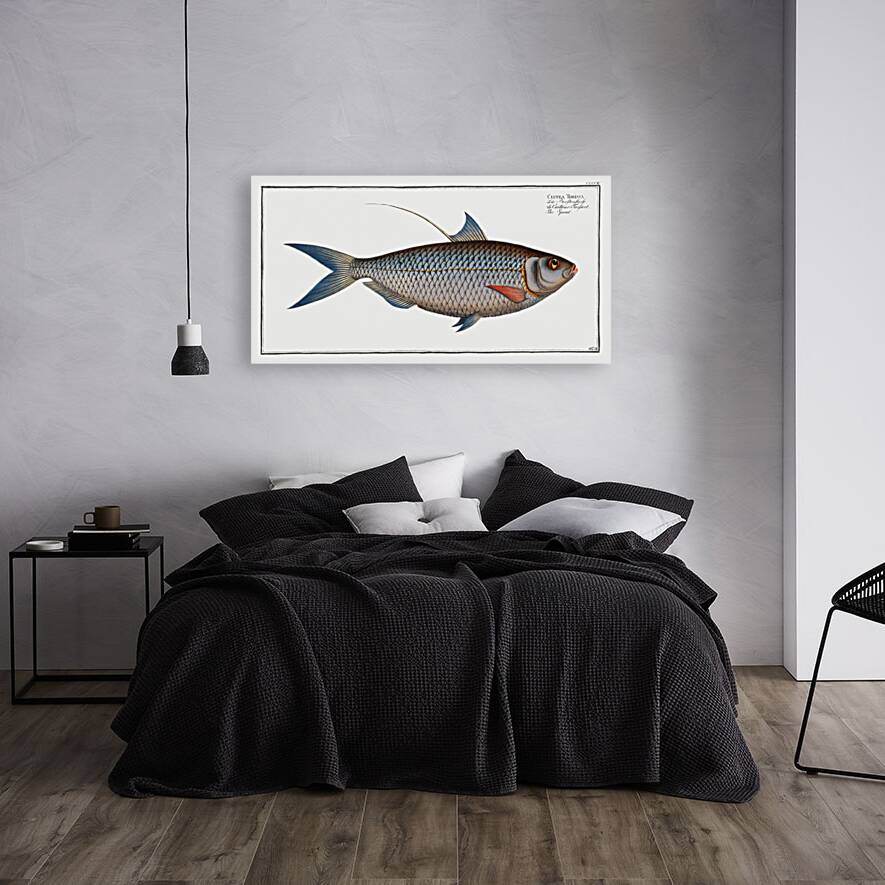 Sprat Clupea Thrissa Reproduction