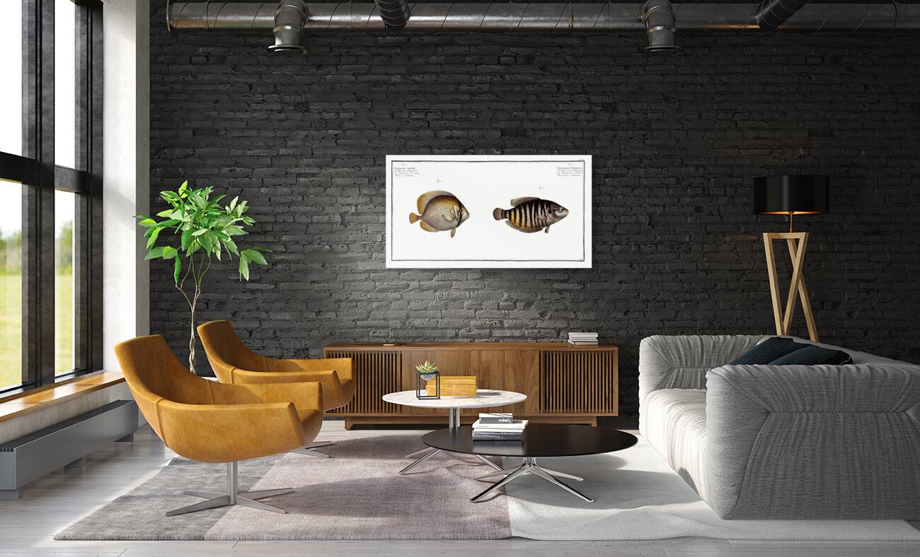 1. Chinese Chetodon Chaetodon Chinensis 2. Kleins Chetodon Chaetodon Kleinii Reproduction