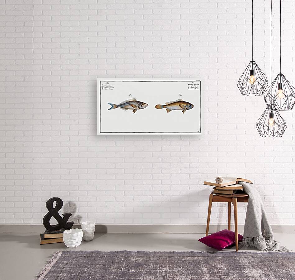 1. Starry Bodian Bodianus stellifer 2. Silver Bodian Bodianus Argenteus Reproduction