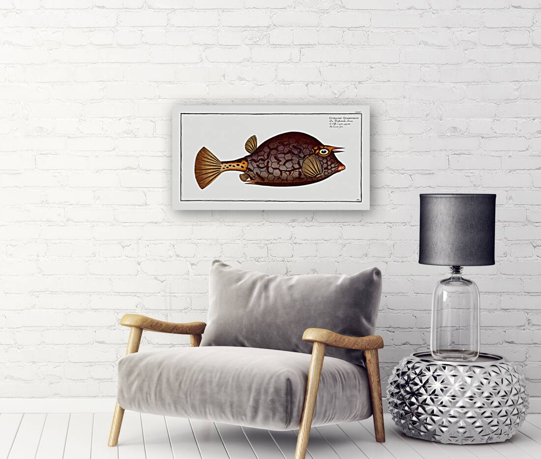 Cuckold-fish Ostracion Quadricornis Reproduction