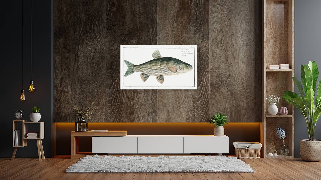 Chub Cyprinus Jeses Reproduction