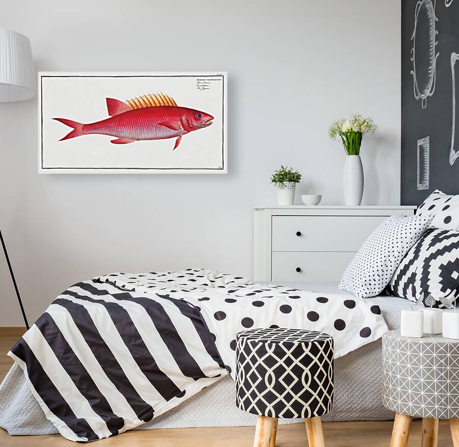 Jaguar Bodianus pentacanthus Reproduction