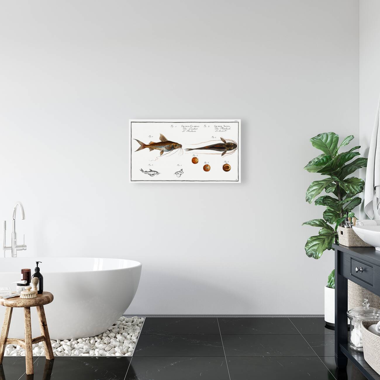 1. Longbearded Silurus Clarias 2. Crack-Belly Silurus Ascita Reproduction