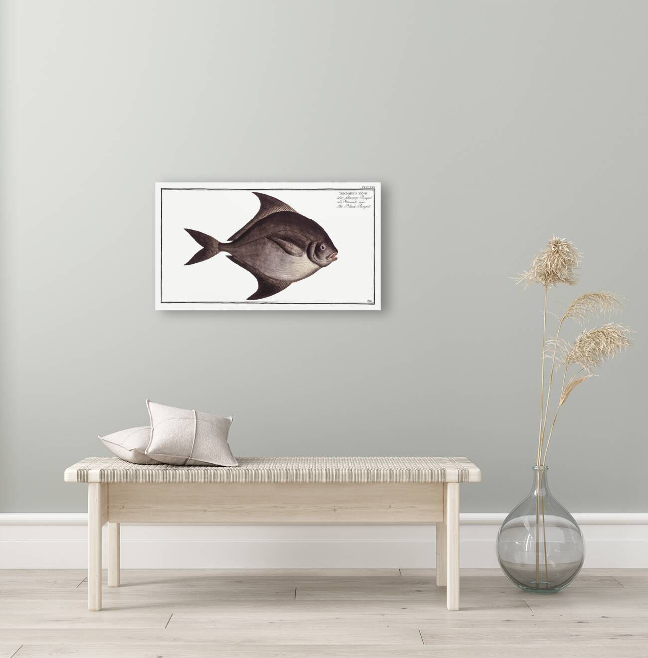 Black-Pampel Stromateus niger Reproduction