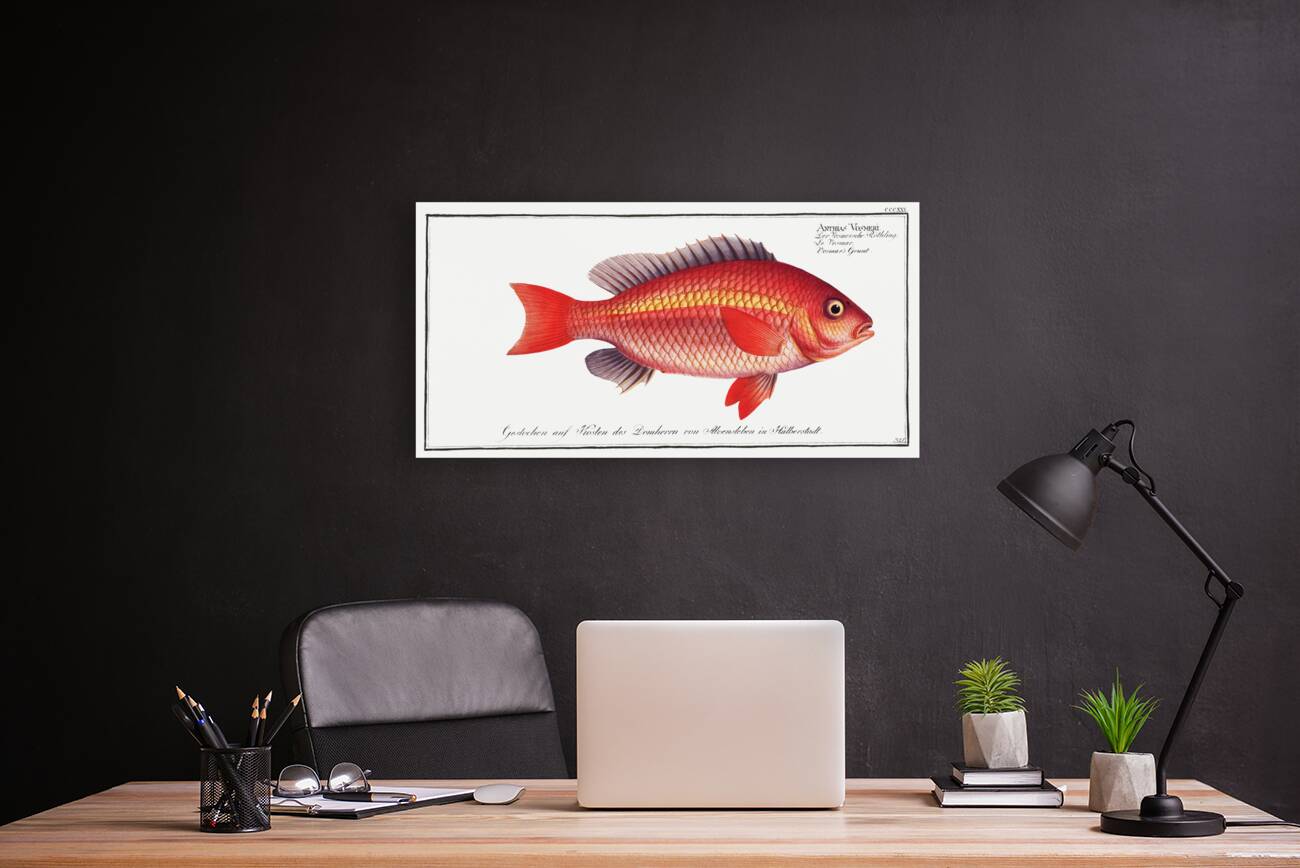 Vosmars Grunt Anthias Vosmeri Reproduction