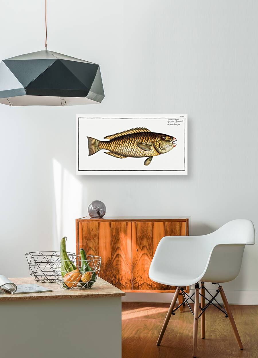 Green Parrot-fish Scarus viridis Reproduction