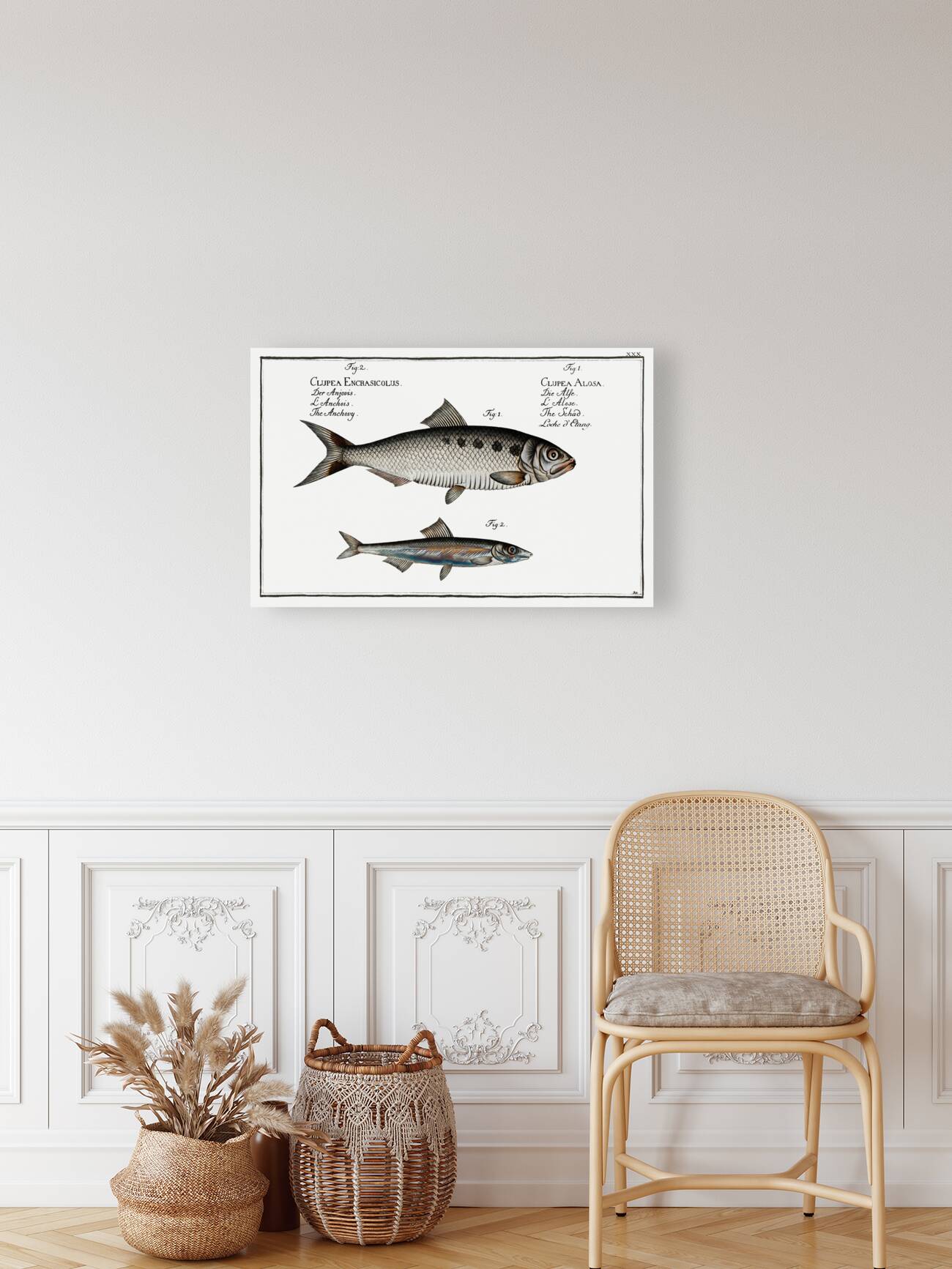 1. Schad Clupea Alosa 2. Anchovy Clupea Encrasicolus Reproduction