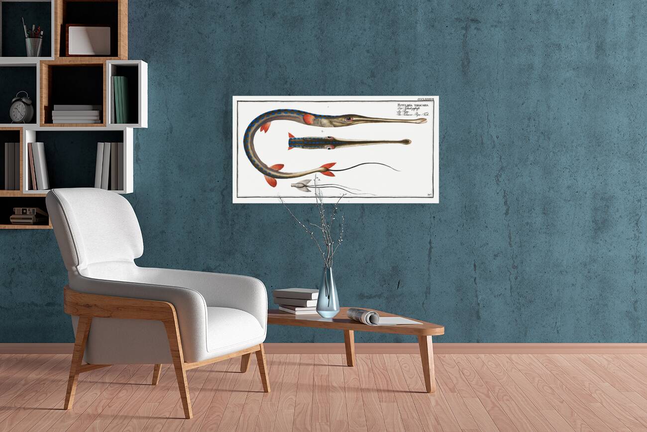 Tobacco-Pipe-Fish Fistularia tabacaria Reproduction