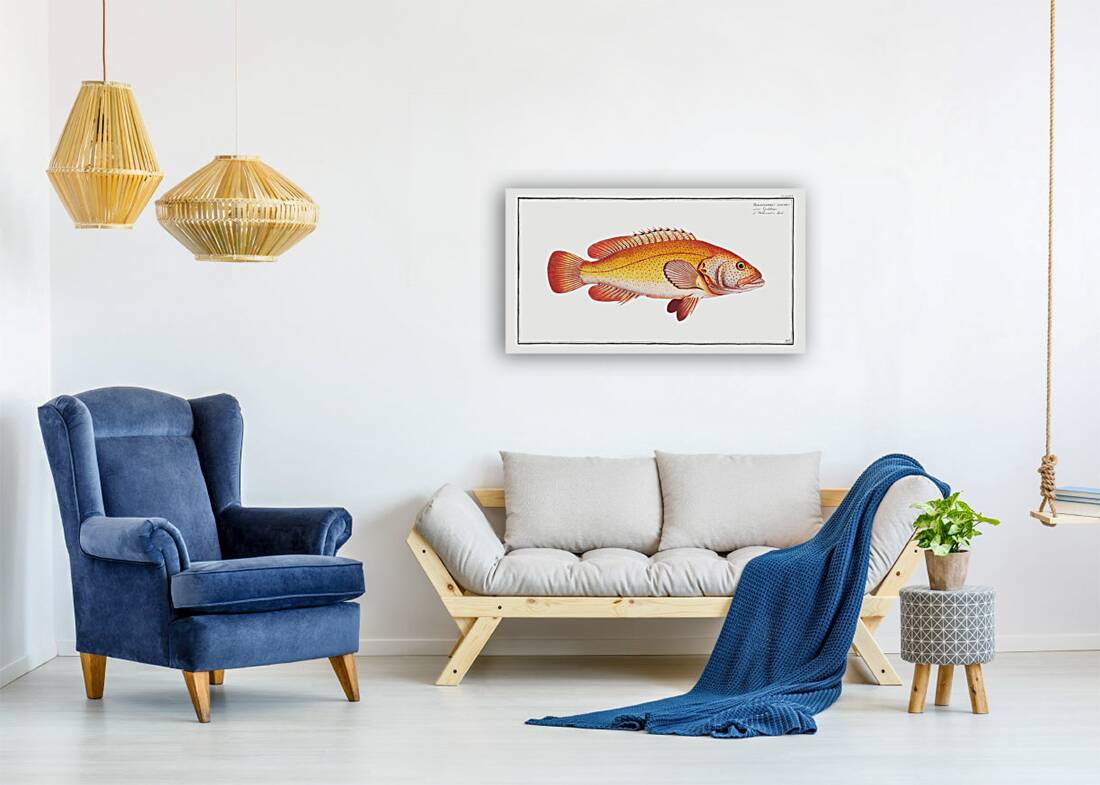 Holocentrus auratus Reproduction