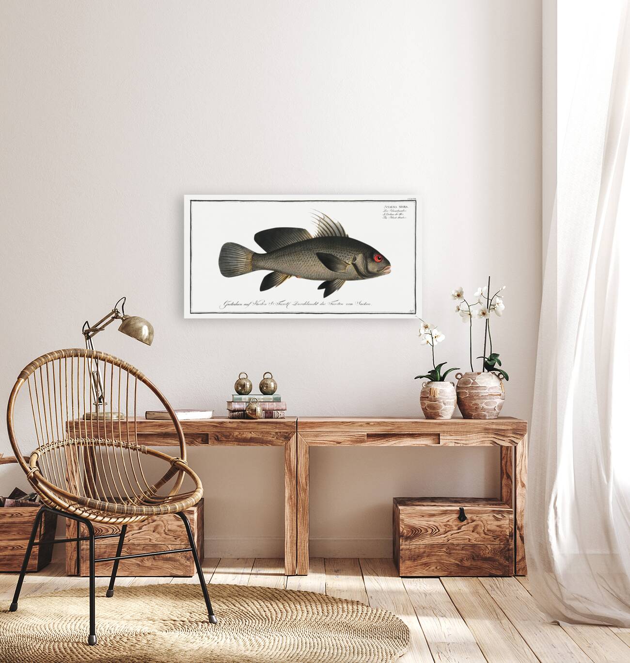 Black-Umber Sciaena nigra Reproduction