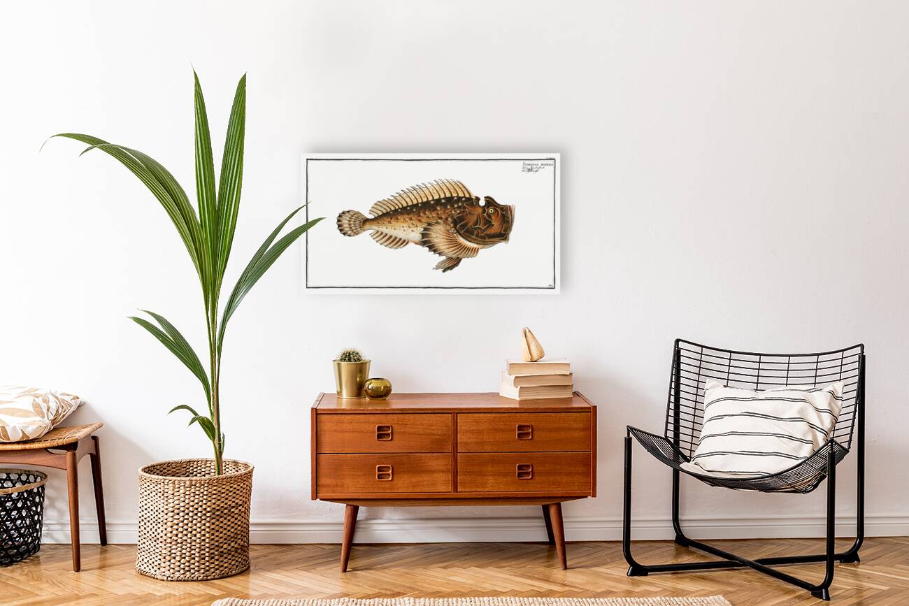 Scorpaena horrida Reproduction