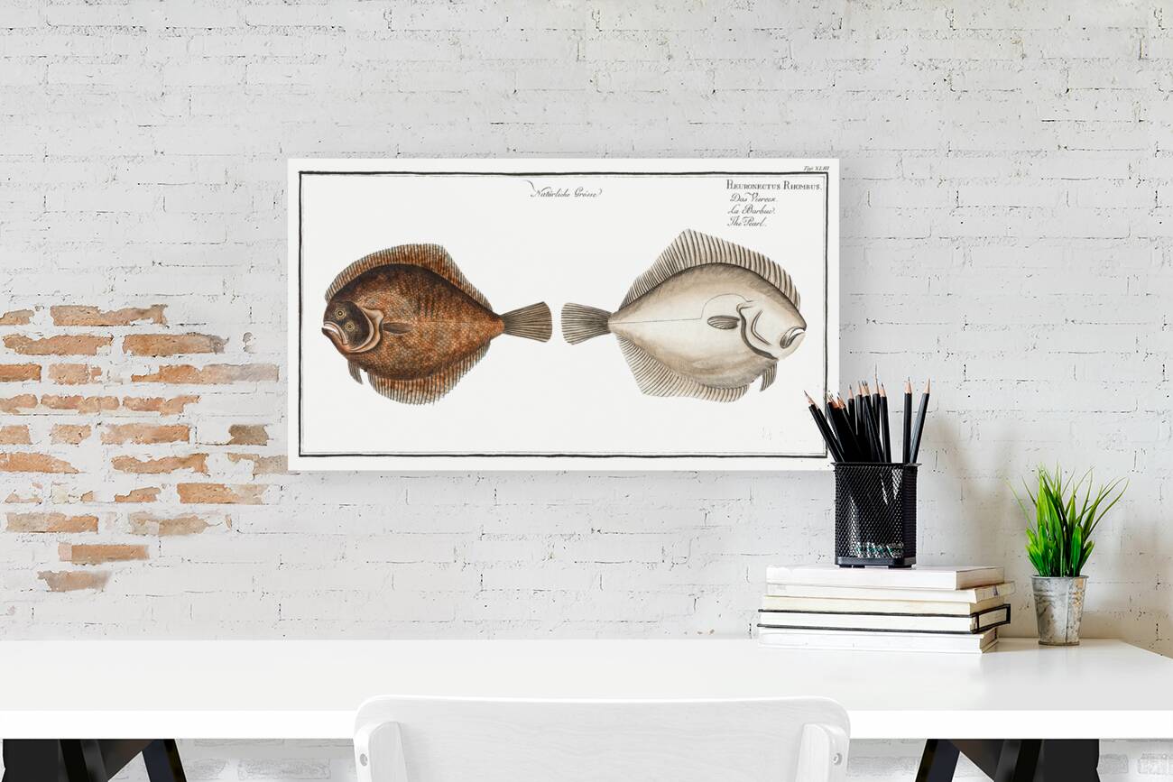 Pearl Pleuronectes Rhombus Reproduction