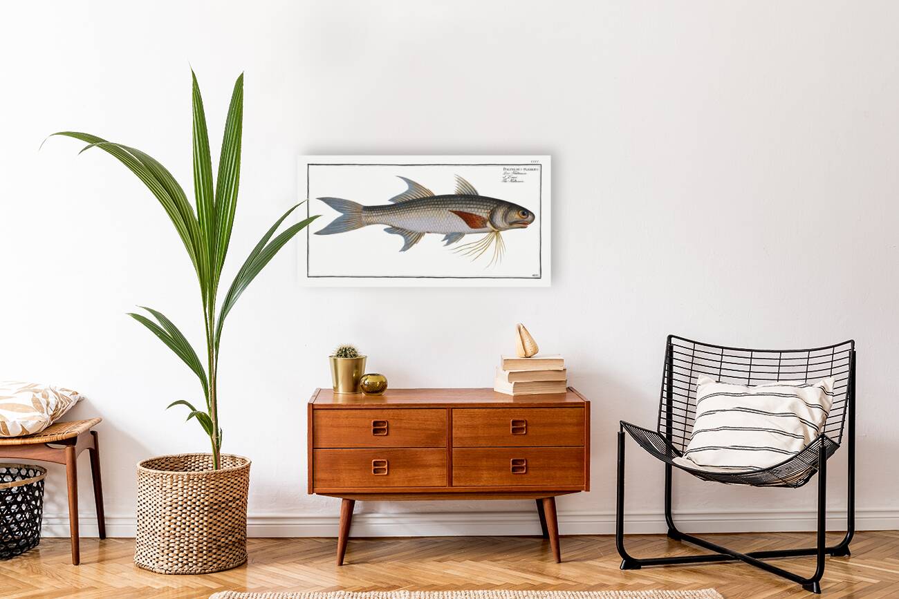 Kalamin Polynemus plebeius Reproduction