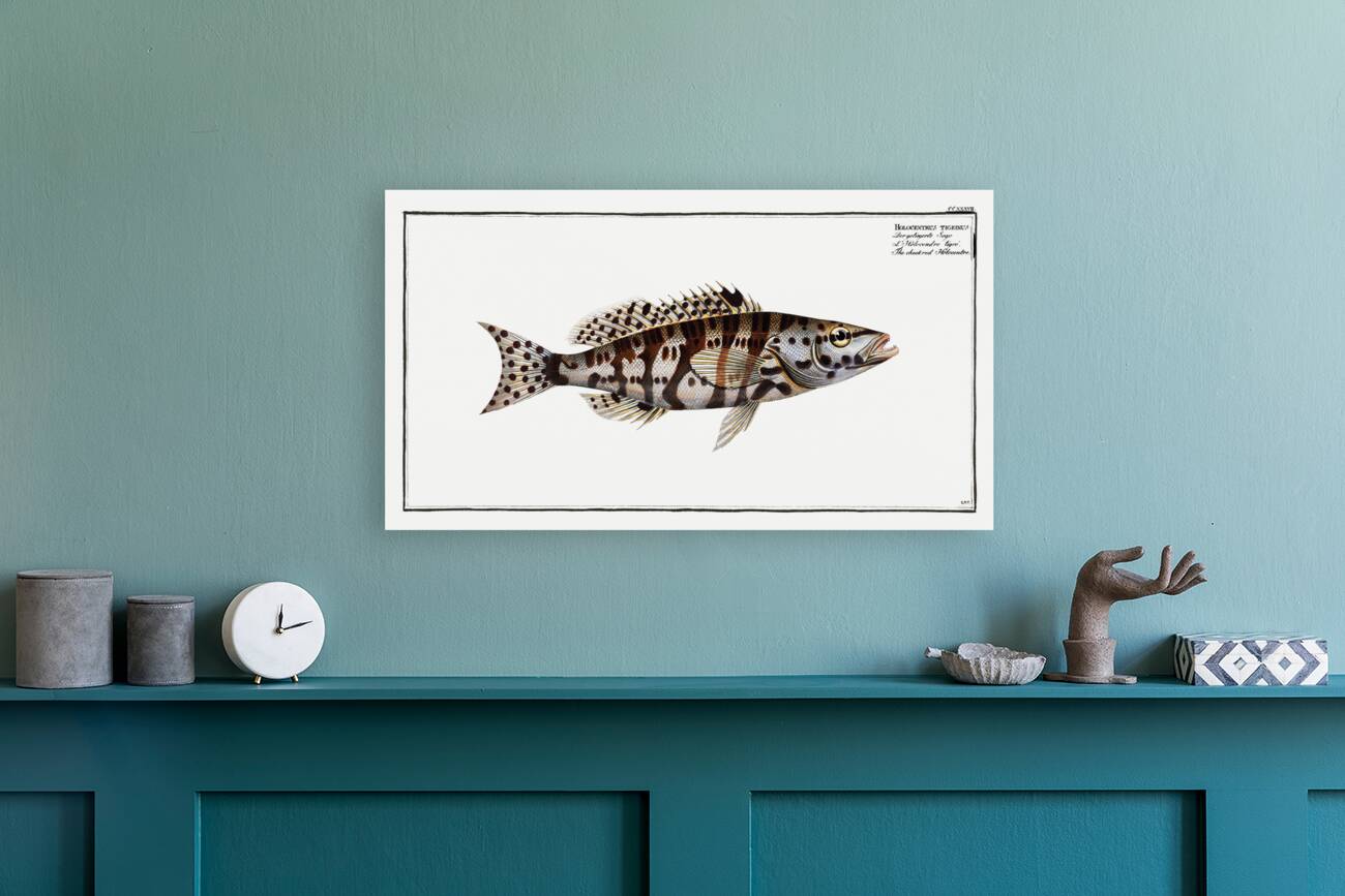 Checkred Holocentre Holocentrus tigrinus Reproduction